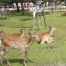 Nara Park1